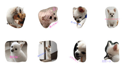 My pet LOVE