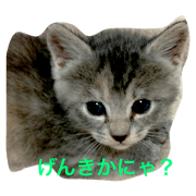 mini mini cat