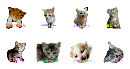 mini mini cat