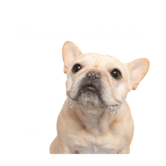 MAMEFUKU(dog)