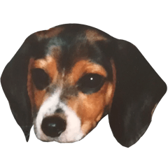 beagle__dog2