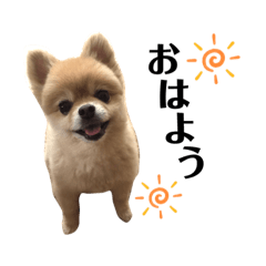 Pomeranian tenten