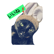 momiu-catfamily