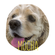 amecoca mocha