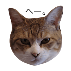 Chico san