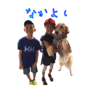 goldenretriever8