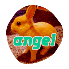 Angel is cutie bunny