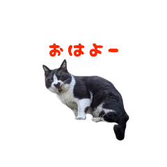 Hachiware cat stamp