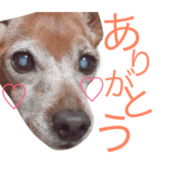 choko.o