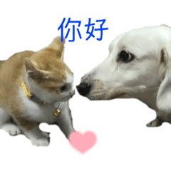 狗狗與貓咪的日常