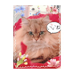 smile_20210627161152