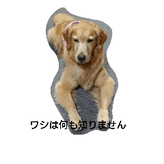 golden-monchan