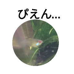 魚リアクションスタンプ3