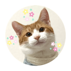 茶白猫 ひめちゃんスタンプ Line スタンプ Line Store 茶白猫 ひめちゃんスタンプ Line スタンプ Line Store