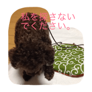 cocoamax
