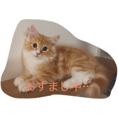 Five cats life