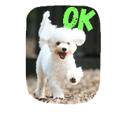Dog Bichon Frise