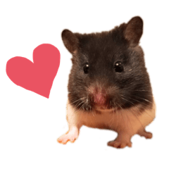 ハムスターおきみがゆく