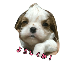 Fun stamp of Mr. POPORO