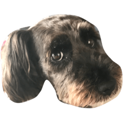 aydog