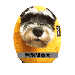 布魯托的萌萌貼圖