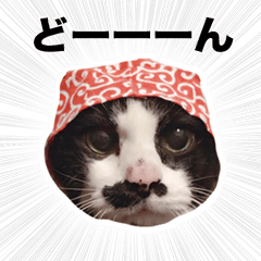 cat-hachiware-