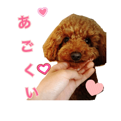 Toy+Poodle