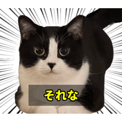 Kotaro Takahashi cat sticker