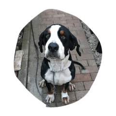 Bernese Mountain Dog2