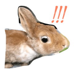 Teto funny rabbit