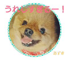 pomeranian Azuki chan 2