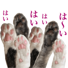 Cat stickers with commonly used words
