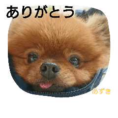 pomeranian azukichan