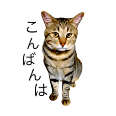Japanese  cat Luu