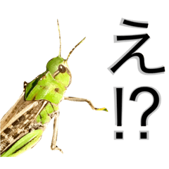 Japanese insects grasshoppers
