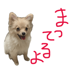 kuma no kimoti 1