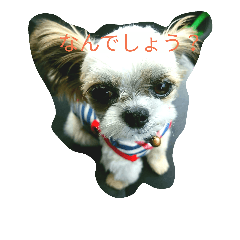这是一个豆，但...