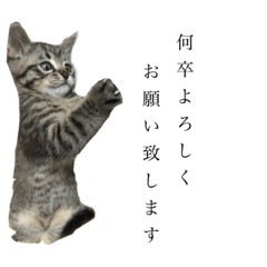 子猫のラム.レム.リア！！！