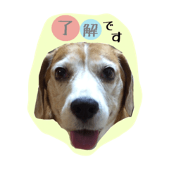 Beagles stamp