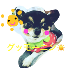 Chihuahua is not Ppoku Chihuahua