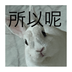 他是阿極阿極是他