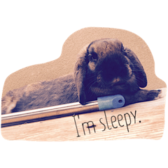 My rabbit,RAN!