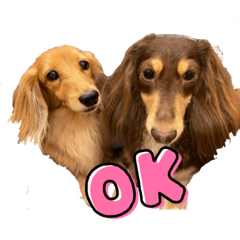 くっきーまろん