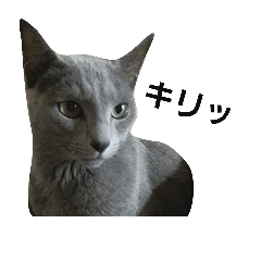 Russian Blue stamp