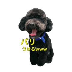 chocohachi poodles