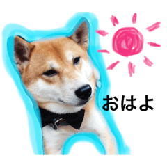 choromatsu-SHIBA-
