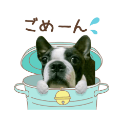 Boston terrier Tomato