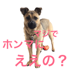 Formosa mountain dog Harry(Japanese ver)