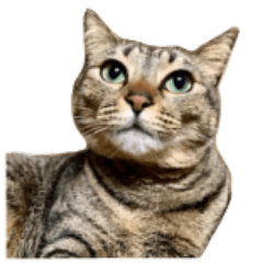 Kansai Accent Brown Tabby Cat