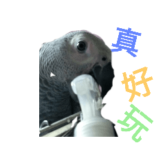 寶貝小妹和寶貝蜜袋舞